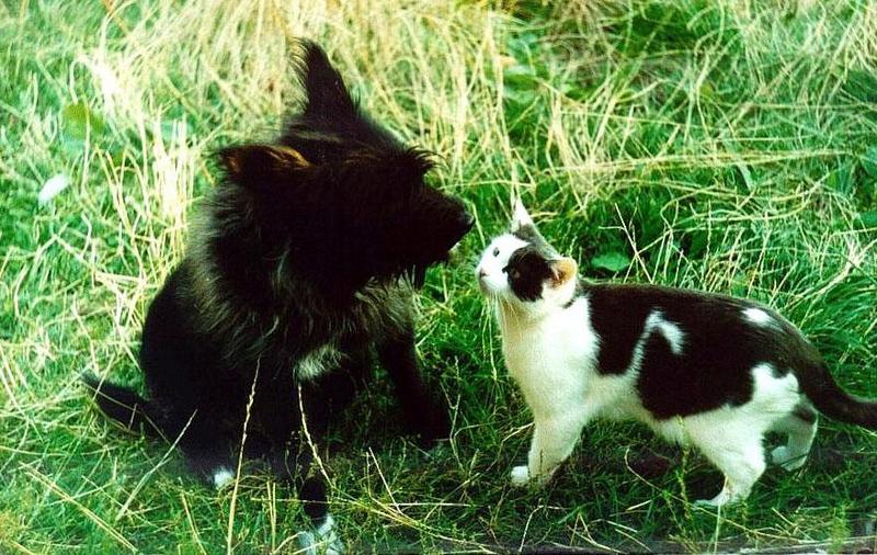 BlackTerrier-dog and Housecat-by Kostas Pantermalis.jpg