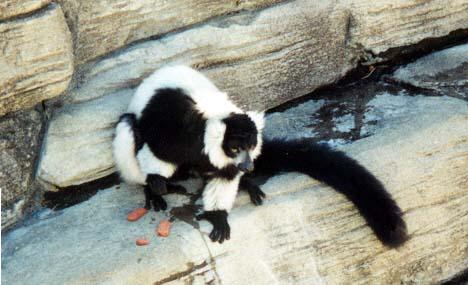 Black and White Lemur 2-by Denise McQuillen.jpg