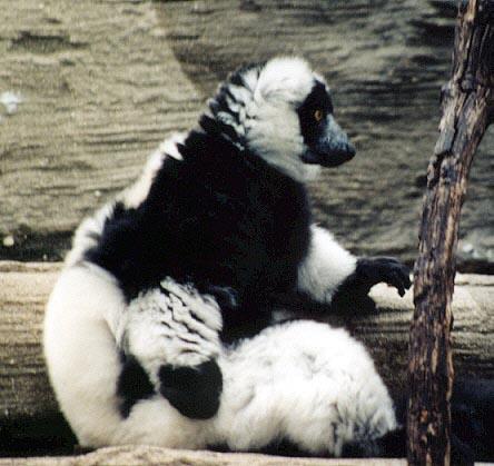 Black and white lemur3-by Denise McQuillen.jpg