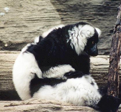 Black and white lemur4-by Denise McQuillen.jpg
