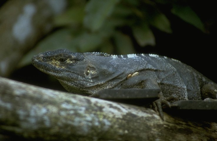 Black iguana-by MKramer.jpg