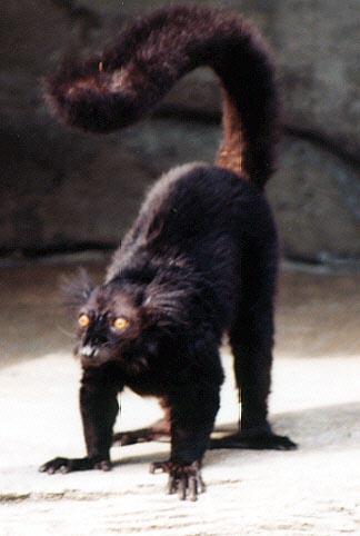 Black lemur-by Denise McQuillen.jpg