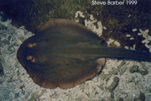 Blue-spotted Stingray2-by Steve Barber.jpg