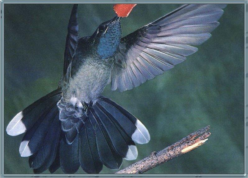 Blue-throatedHummingbird 03.jpg