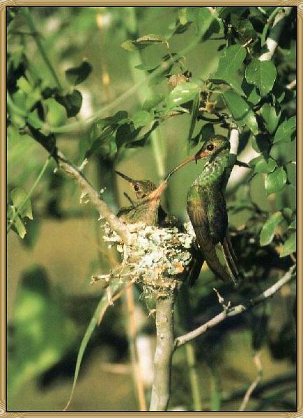 Blue-throatedHummingbird Female 01-FeedingBabies.jpg