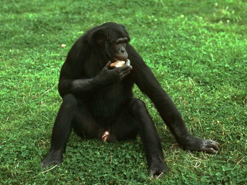 Bonobo-or-Pygmy Chimpanzee-at Twycross Zoo-by Alan Hill.jpg