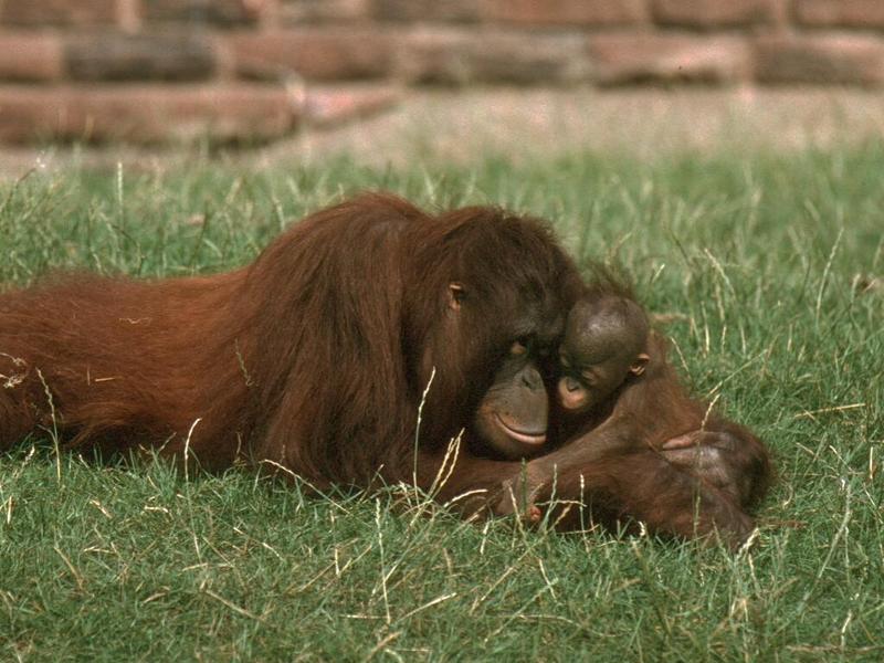Bornean Orangutans-mom and baby at Chester Zoo-by Alan Hill.jpg