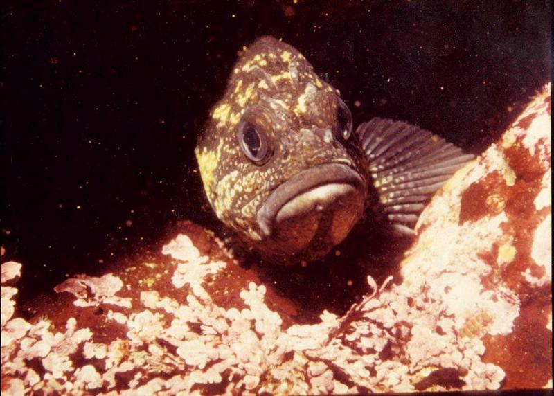 British Columbia-Fishy-China Rockfish-by Brian Trueman.jpg