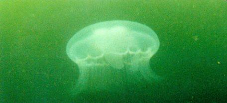 British Columbia-Jellyfish-by Brian Trueman.jpg