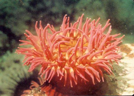 British Columbia-Red Sea Anemone-by Brian Trueman.jpg