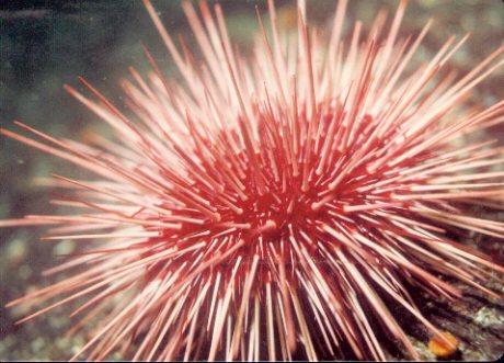 British Columbia-Red Sea Urchin-by Brian Trueman.jpg