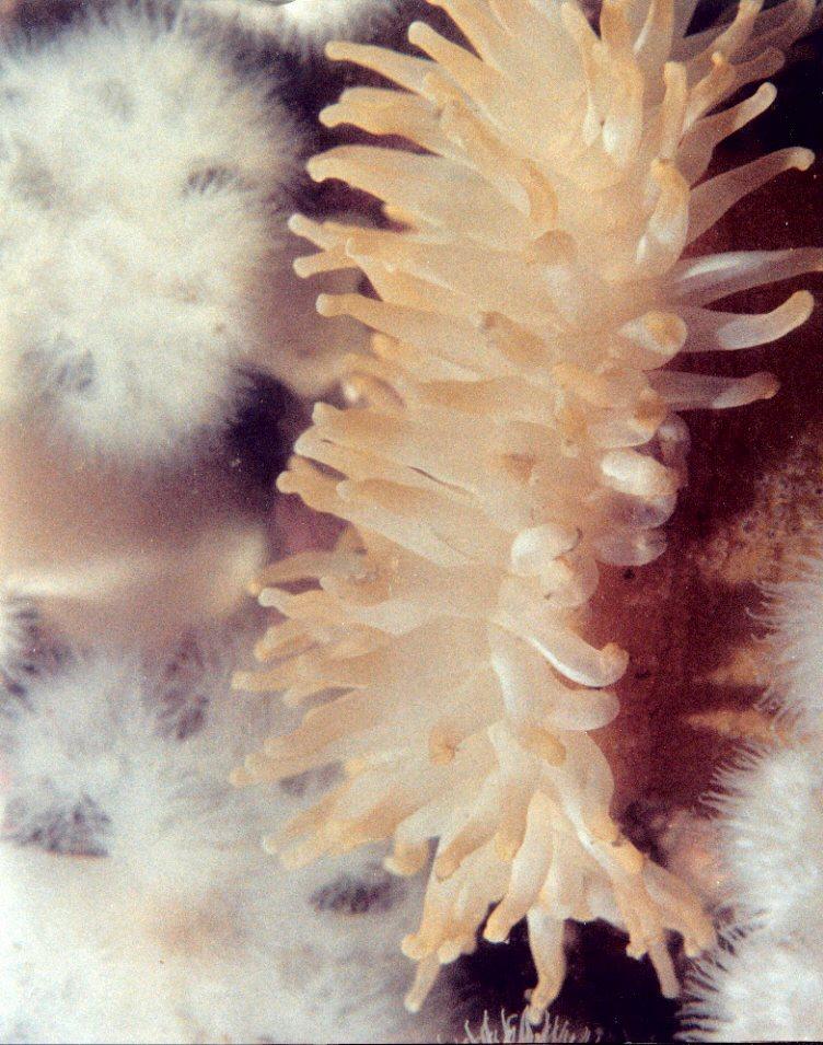 British Columbia-Sea Anemone3-by Brian Trueman.jpg