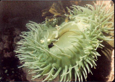 British Columbia-Sea Anenome1-by Brian Trueman.jpg