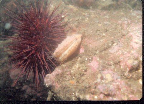 British Columbia-Sea Urchin and Scallop-by Brian Trueman.jpg