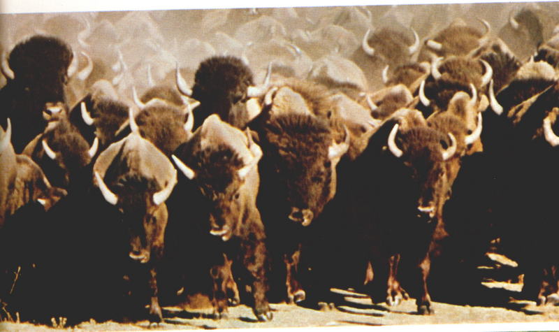 Buff-rush American Bisons herd running-by Ricky Thomas.jpg