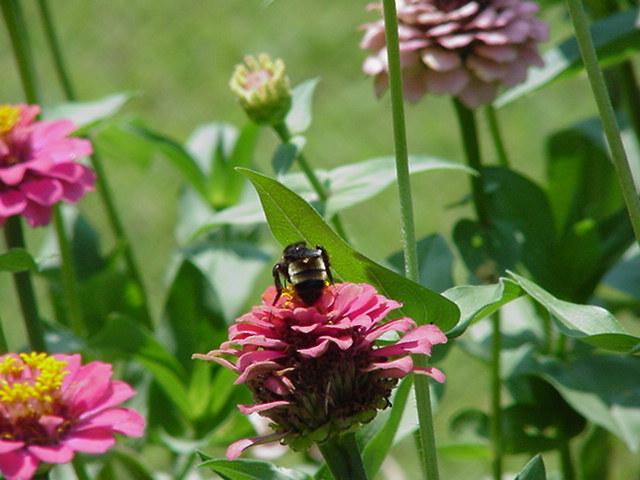 Bumblebee1-by Todd Rowe.jpg
