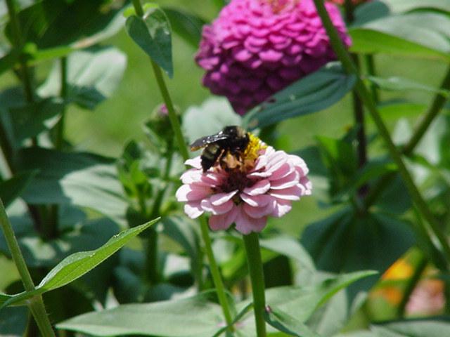 Bumblebee2-by Todd Rowe.jpg