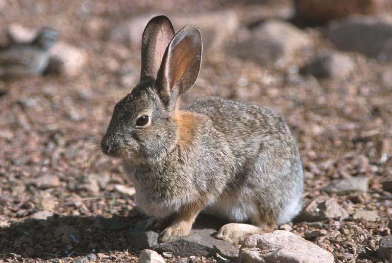 Bunny-Western Cottontail Rabbit-by Shirley Curtis.jpg