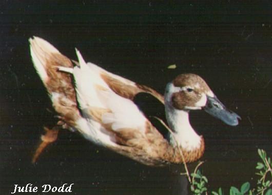 CackyCamel Duck-floating on water-by Julie Dodd.jpg