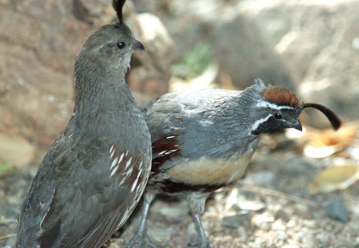 California quail irritated-by Shirley Curtis.jpg