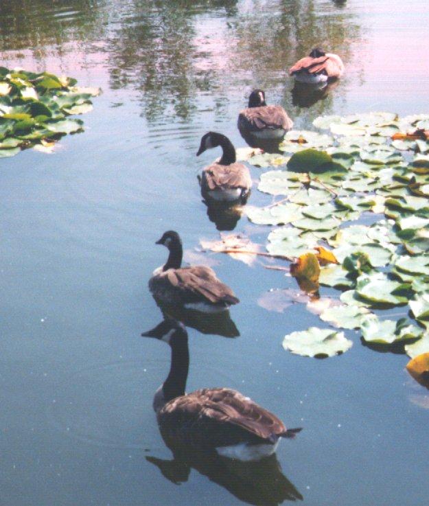 Canada goose-flock in pond-by Dan Cowell.jpg