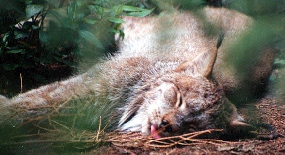 Canadian lynx snooze-by Denise McQuillen.jpg