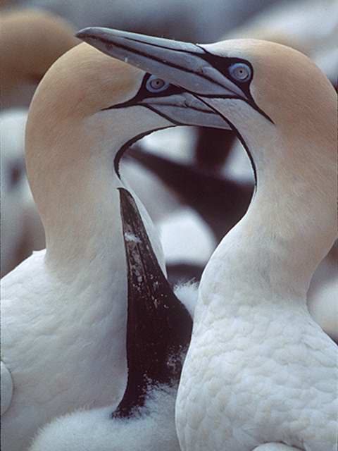 Cape Gannets1-by Linda Bucklin.jpg