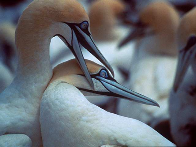 Cape Gannets2-by Linda Bucklin.jpg