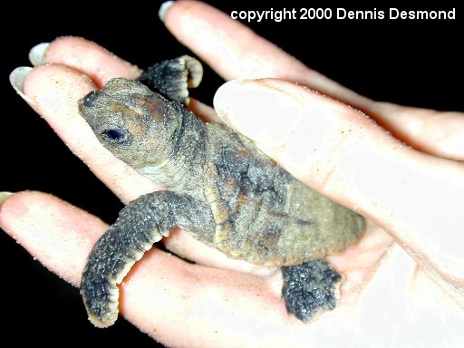 Caretta caretta13-Baby Loggerhead Sea Turtle-by Dennis Desmond.jpg