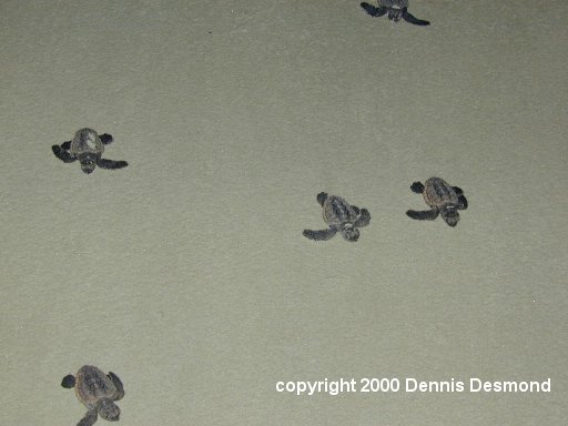 Caretta group06-Loggerhead Sea Turtle-by Dennis Desmond.jpg