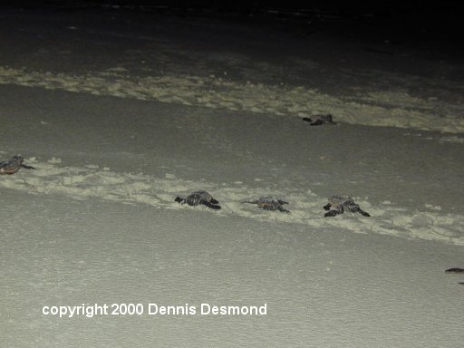 Caretta group07-Loggerhead Sea Turtle-by Dennis Desmond.jpg