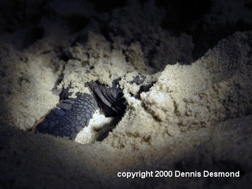 Caretta nest06-Loggerhead Sea Turtle-by Dennis Desmond.jpg
