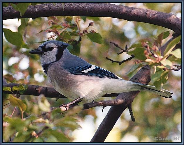 CassinoPhoto-BlueJay980509-Perching on tree-SideView.jpg
