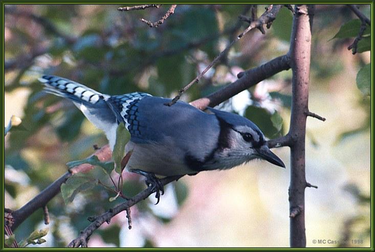 CassinoPhoto-BlueJay980510-Perching on tree-Looks down.jpg
