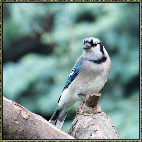 CassinoPhoto-BlueJay perching on tree trunk.jpg