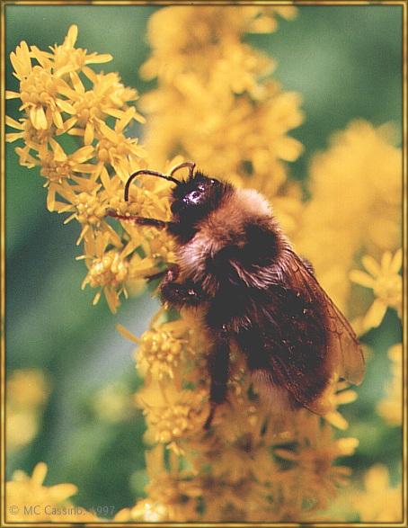 CassinoPhoto-Bumblebee02.jpg