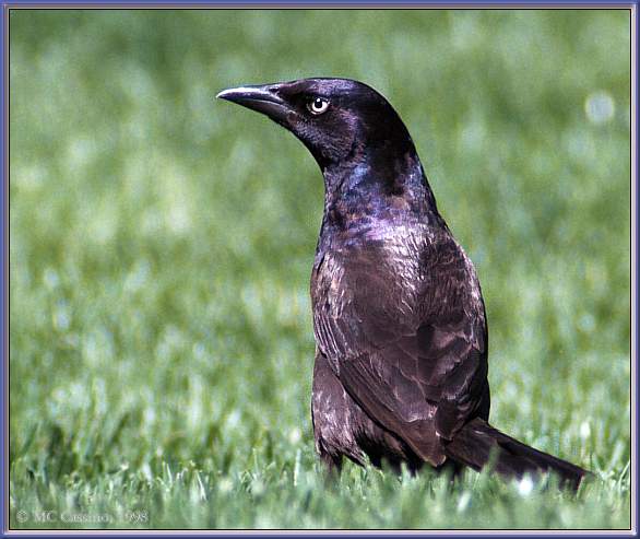 CassinoPhoto-CommonGrackle on grass-rear view.jpg