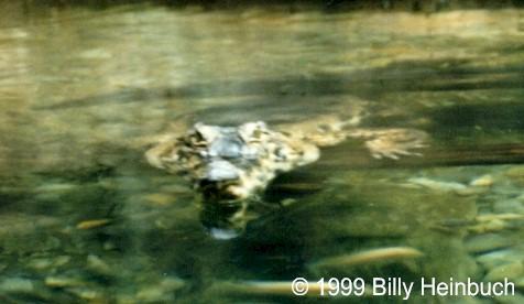 Ccat2-Slender-snouted Crocodile-by Billy Heinbuch.jpg
