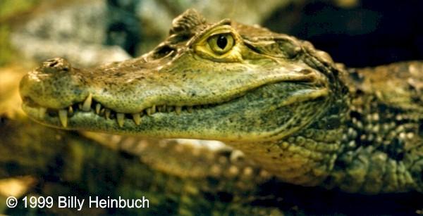 Cccroc1-Spectacled Caiman-by Billy Heinbuch.jpg