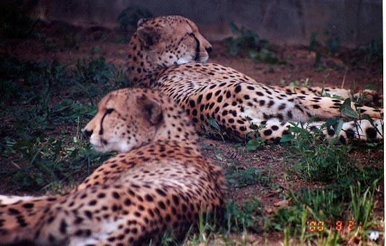 Cheetahs-by Denise McQuillen.jpg