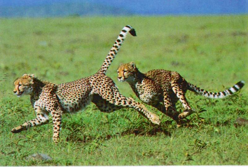 Cheetahs J00-The Fast Runners.jpg