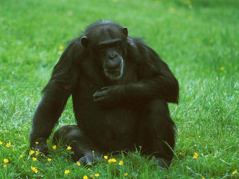 Chimpanzee 1-female on grass at Chester Zoo-by Alan Hill.jpg