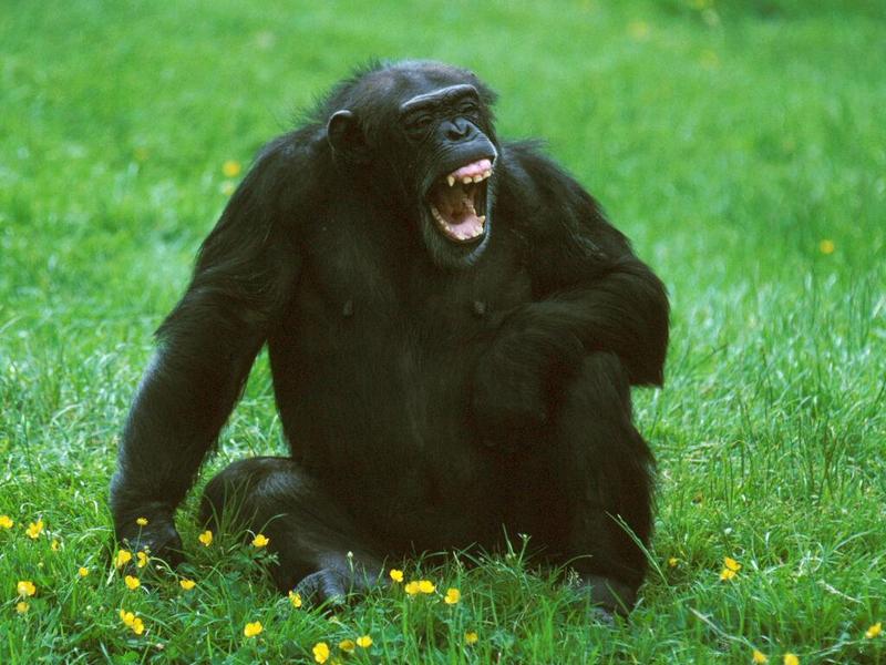 Chimpanzee 2-female yawning on grass at Chester Zoo-by Alan Hill.jpg