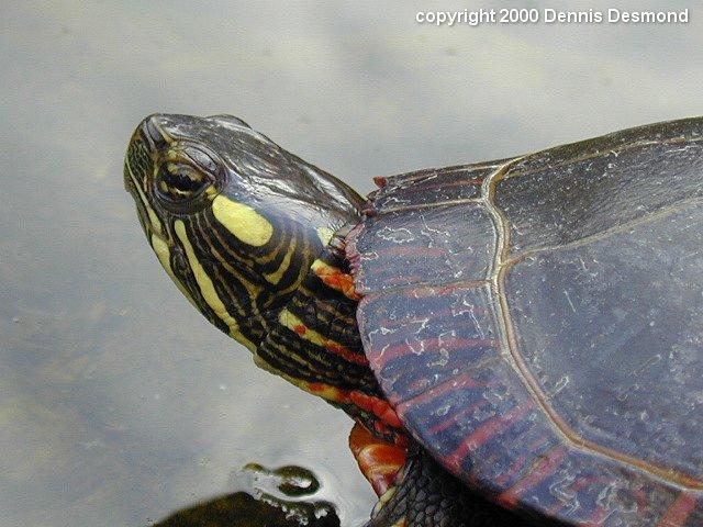 Chrysemys picta04-Eastern Painted Turtle-by Dennis Desmond.jpg