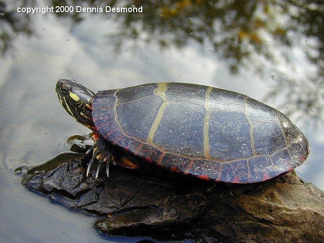 Chrysemys picta06-Eastern Painted Turtle-by Dennis Desmond.jpg