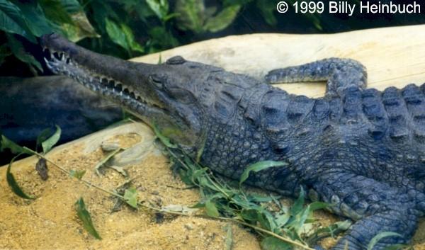 Cjon1-Johnstons Crocodile-by Billy Heinbuch.jpg