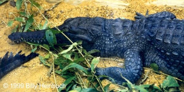 Cjon2-Johnstons Crocodile-by Billy Heinbuch.jpg