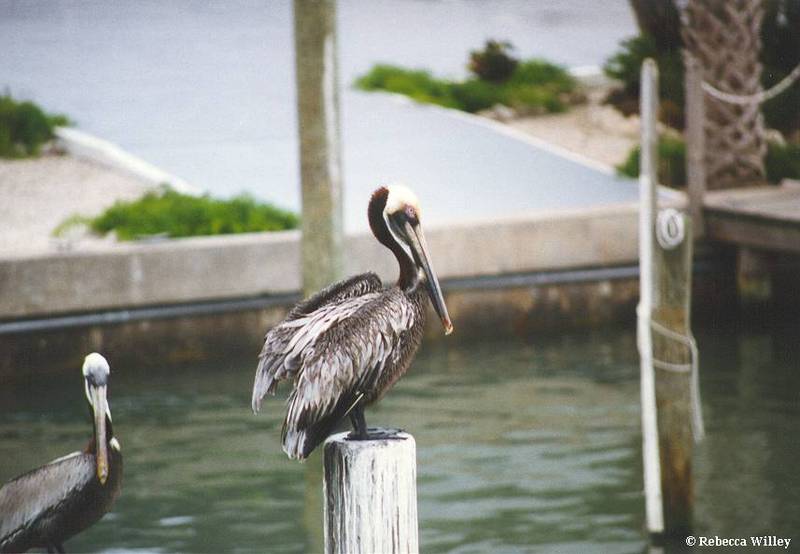 Clearwater Brown pelican-by Rebecca Willey.jpg