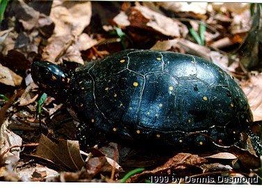 Clemmys gutatta01-Spotted Turtle-by Dennis Desmond.jpg