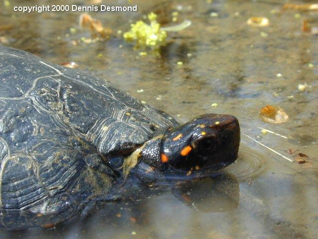 Clemmys gutatta12-Spotted Turtle-by Dennis Desmond.jpg